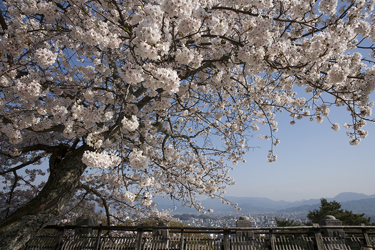 桜がモリモリ。美しい松山城下を見下ろす