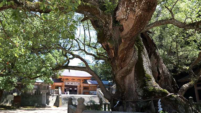 樹齢3000年を超える大楠のある大山祇神社