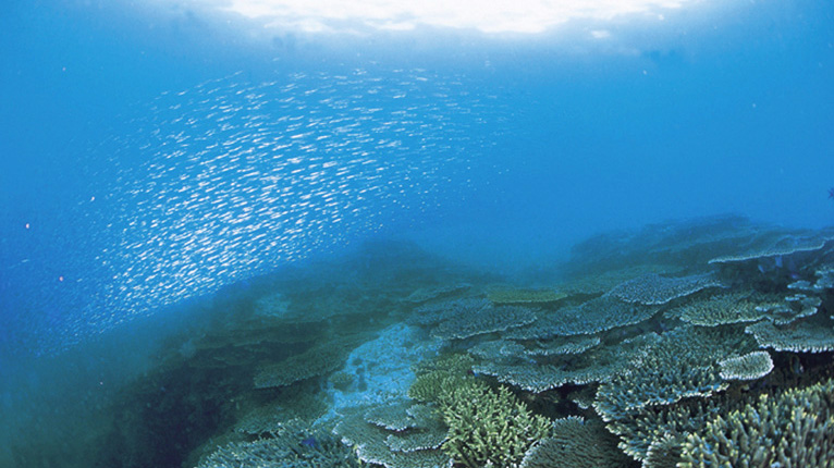 西海観光船で見る美しいサンゴ群