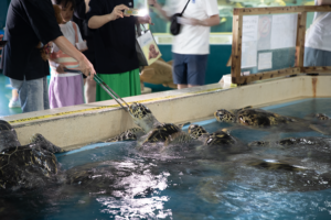 桂浜水族館、海亀の集まってくる