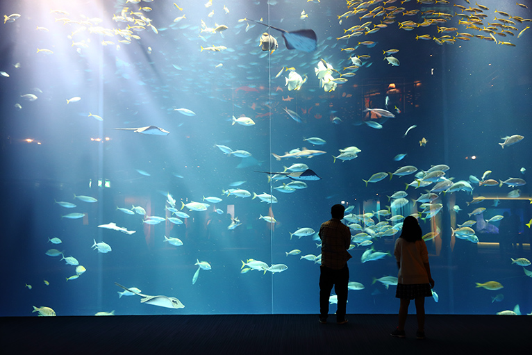 巨大な水槽で魚を観察したい