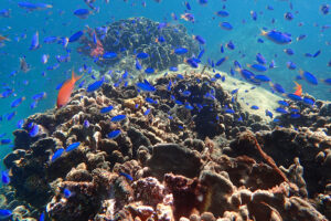 美しい珊瑚や熱帯魚が見える